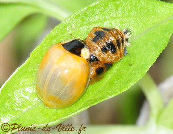 Insectes autres . Coccinelle. PlumeDeVille